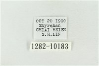 淡紅線波紋蛾藏品圖，第3張