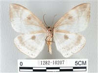 圓翅大鉤蛾藏品圖，第2張