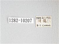 圓翅大鉤蛾藏品圖，第3張