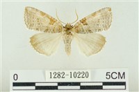 圍異波紋蛾藏品圖，第1張