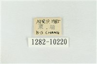 圍異波紋蛾藏品圖，第3張