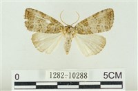 圍異波紋蛾藏品圖，第1張