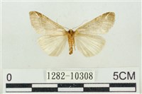 臺美波紋蛾藏品圖，第2張