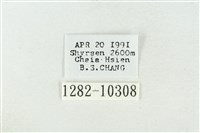 臺美波紋蛾藏品圖，第3張