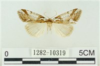 臺美波紋蛾藏品圖，第1張