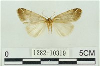 臺美波紋蛾藏品圖，第2張