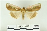 粉太波紋蛾藏品圖，第1張