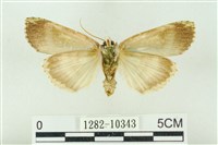 粉太波紋蛾藏品圖，第2張