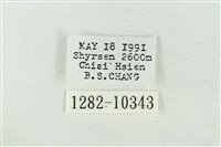 粉太波紋蛾藏品圖，第3張