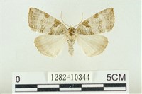 圍異波紋蛾藏品圖，第1張