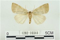 圍異波紋蛾藏品圖，第2張