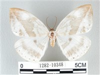 圓翅大鉤蛾藏品圖，第1張