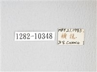 圓翅大鉤蛾藏品圖，第3張