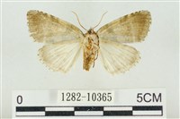 圍異波紋蛾藏品圖，第2張