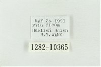 圍異波紋蛾藏品圖，第3張