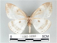 圓翅大鉤蛾藏品圖，第2張