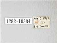 圓翅大鉤蛾藏品圖，第3張