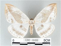 圓翅大鉤蛾藏品圖，第1張