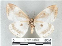 圓翅大鉤蛾藏品圖，第2張