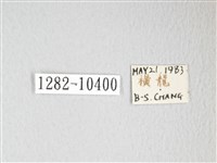 圓翅大鉤蛾藏品圖，第3張