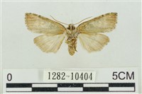 帶波紋蛾藏品圖，第2張