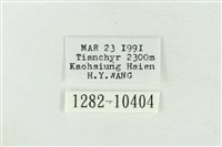 帶波紋蛾藏品圖，第3張