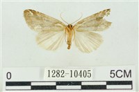 臺美波紋蛾藏品圖，第2張