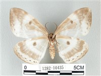 圓翅大鉤蛾藏品圖，第2張