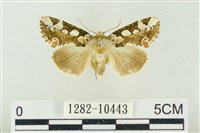 連珠波紋蛾藏品圖，第1張