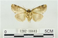 連珠波紋蛾藏品圖，第2張