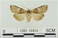 帶波紋蛾藏品圖，第1張