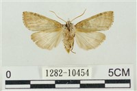 帶波紋蛾藏品圖，第2張