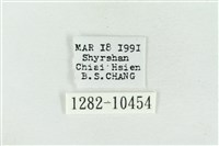 帶波紋蛾藏品圖，第3張