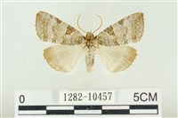 圍異波紋蛾藏品圖，第1張