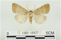 圍異波紋蛾藏品圖，第2張