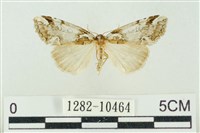 臺美波紋蛾藏品圖，第1張