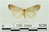 臺美波紋蛾藏品圖，第2張