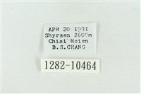 臺美波紋蛾藏品圖，第3張