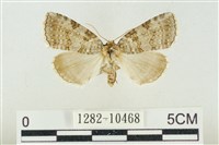 圍異波紋蛾藏品圖，第1張