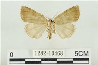 圍異波紋蛾藏品圖，第2張