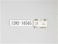 圓翅大鉤蛾藏品圖，第3張