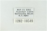 帶波紋蛾藏品圖，第3張