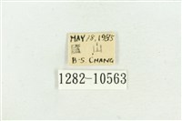 臺灣斑蕊夜蛾藏品圖，第3張