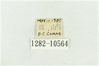 臺灣斑蕊夜蛾藏品圖，第3張