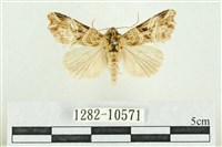 紅暈散紋夜蛾藏品圖，第1張