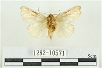 紅暈散紋夜蛾藏品圖，第2張