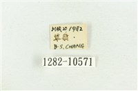 紅暈散紋夜蛾藏品圖，第3張