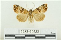 紅暈散紋夜蛾藏品圖，第1張