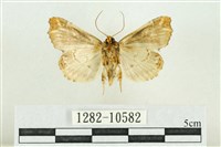 紅暈散紋夜蛾藏品圖，第2張