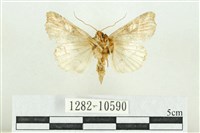 紅暈散紋夜蛾藏品圖，第2張